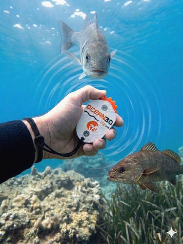 Richiamo pesci call - , fish